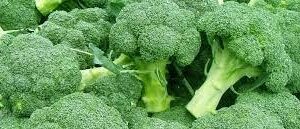 Broccoli at Concord Exporters