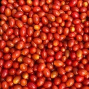 Grape Cherry Tomatoes at Concord Exporters