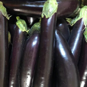 Eggplants at Concord Exporters