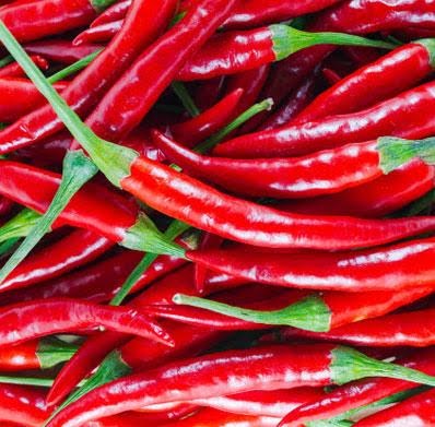 Fresh red chilies at Concord Exporters