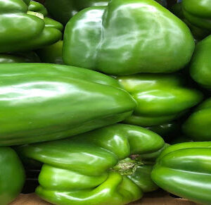 Green Capsicums at Concord Exporters