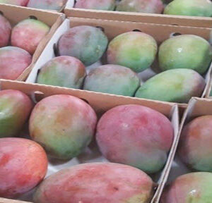 Mangoes at Concord Exporters