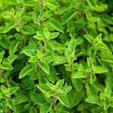 Marjoram at Concord Exporters