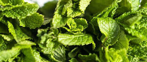 Mint Herbs at Concord Exporters