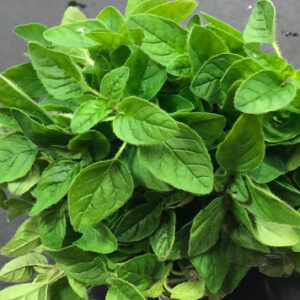 Oregano at Concord Exporters