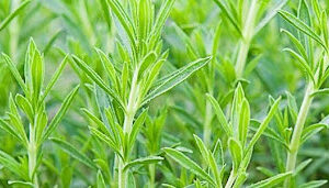 Tarragon herbs at Concord Exporters