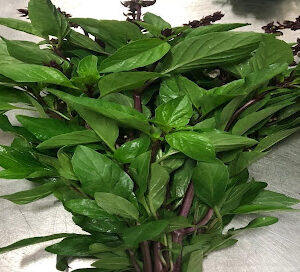 Thai Basil at Concord Exporters